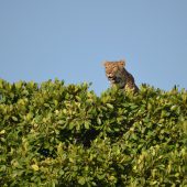  The Serengeti, TZ